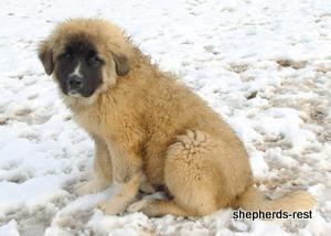Image of Anatolian Shepherd Akis