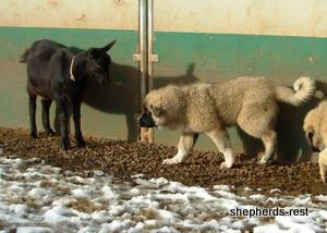 Image of Anatolian Shepherd Akis