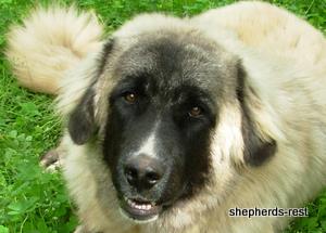 Image of Anatolian Shepherd Akis