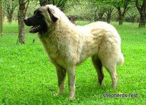 Image of Anatolian Shepherd Akis