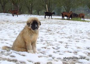 Image of Anatolian Shepherd Akis