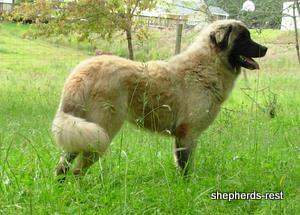 Image of Anatolian Shepherd Akis