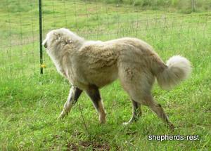 Image of Anatolian Shepherd Akis