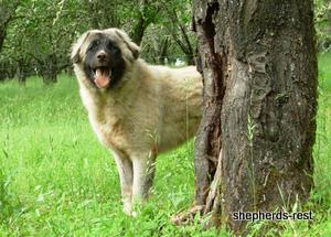Image of Anatolian Shepherd Akis