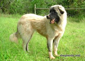 Image of Anatolian Shepherd Akis