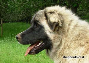 Image of Anatolian Shepherd Akis