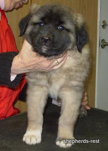 Image of Anatolian Shepherd Ayıcık