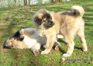 Image of Anatolian Shepherd Ayıcık