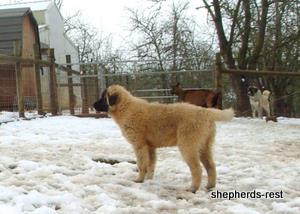 Image of Anatolian Shepherd Ayıcık