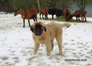 Image of Anatolian Shepherd Ayıcık