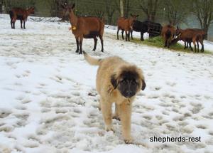 Image of Anatolian Shepherd Ayıcık