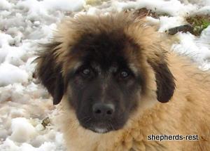 Image of Anatolian Shepherd Ayıcık