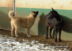 Image of Anatolian Shepherd Ayıcık