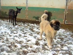 Image of Anatolian Shepherd Ayıcık