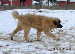 Image of Anatolian Shepherd Ayıcık