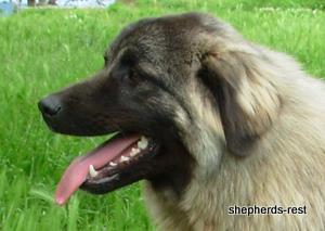 Image of Anatolian Shepherd Ayıcık