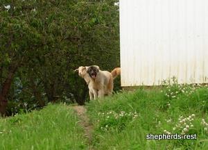 Image of Anatolian Shepherd Ayıcık