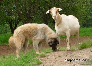 Image of Anatolian Shepherd Ayıcık
