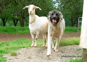 Image of Anatolian Shepherd Ayıcık