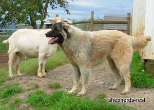Image of Anatolian Shepherd Ayıcık