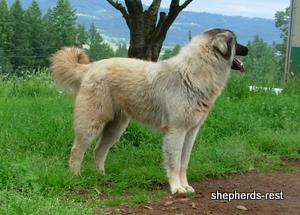 Image of Anatolian Shepherd Ayıcık
