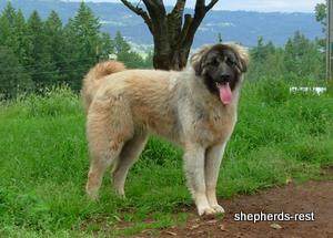 Image of Anatolian Shepherd Ayıcık