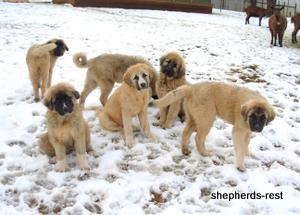 Image of Anatolian Shepherd Puppies in the snow
