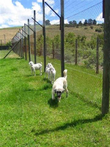 Morocco with his goats in S. Africa