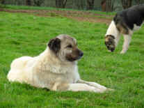 Akilli and Kaptan
