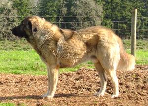 Image of Anatolian Shepherd Kara Import