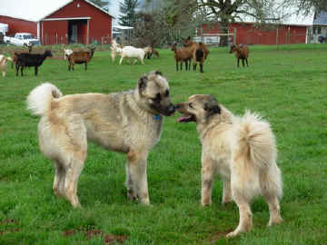 Akilli and Gandolf