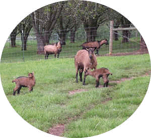 Oberhasli bucks in the background at Shepherds Rest Farm