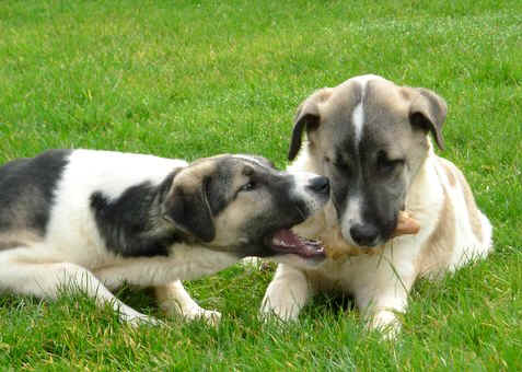 Puppies