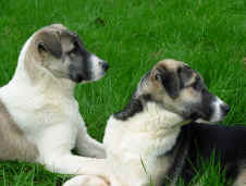 Kaptan & Tess