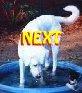 Image of Anatolian Shepherd Next Site