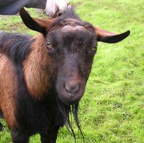 Salsa: Oberhasli buck