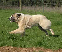 Image of Anatolian Shepherd Off the speedometer!