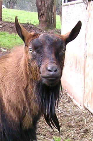 Sprite: Oberhasli buck