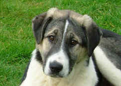 Tess