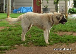 Image of Anatolian Shepherd Mürekkep