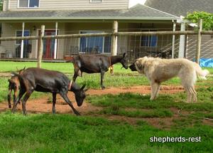 Image of Anatolian Shepherd Mürekkep
