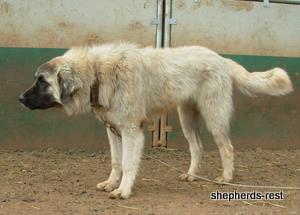 Image of Anatolian Shepherd Mürekkep