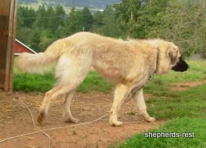 Image of Anatolian Shepherd Mürekkep