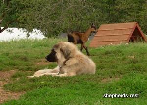 Image of Anatolian Shepherd Mürekkep