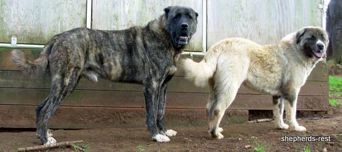 Image of Anatolian Shepherd Çapar of Çardak/Ilik Litter