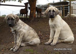 Image of Anatolian Shepherd Çapar of Çardak/Nazli Litter