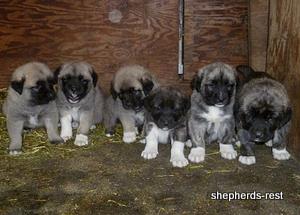 Image of Anatolian Shepherd Çapar of Çardak/Mürekkep Litter