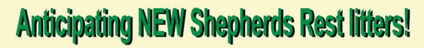Image of Shepherds Rest Anatolians