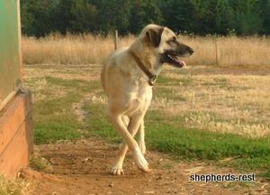 Shepherds Rest Ruya