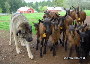 Image of Anatolian Shepherd Distinguished Heritage